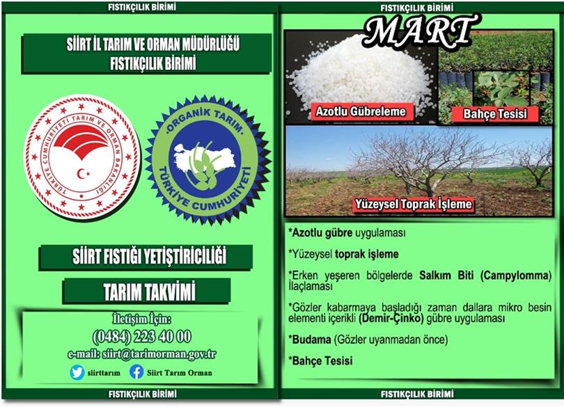 Siirt Fıstığında Mart Ayında Dikkat Edilmesi Gerekenler